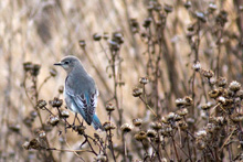 Mountain Bluebird
